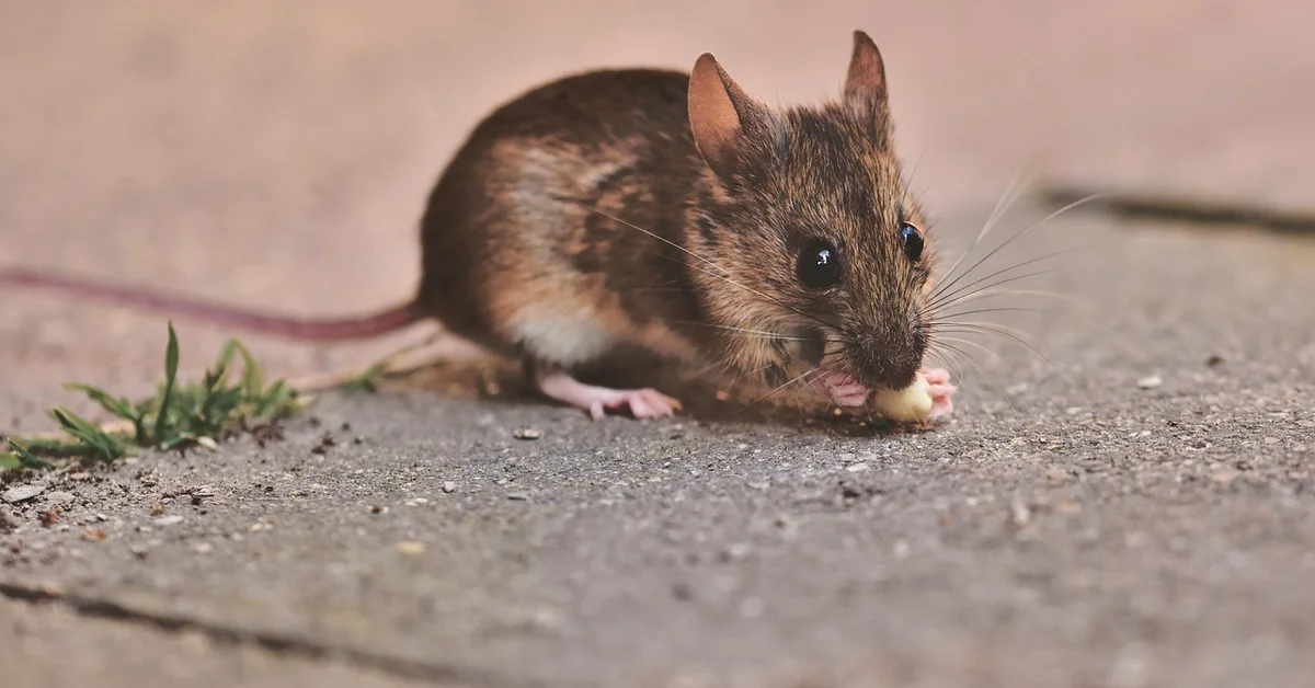 A small brown mouse on a concrete surface nibbling a crumb.