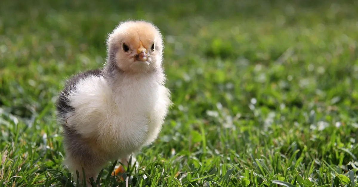 A fluffy young chick standing on green grass outdoors
