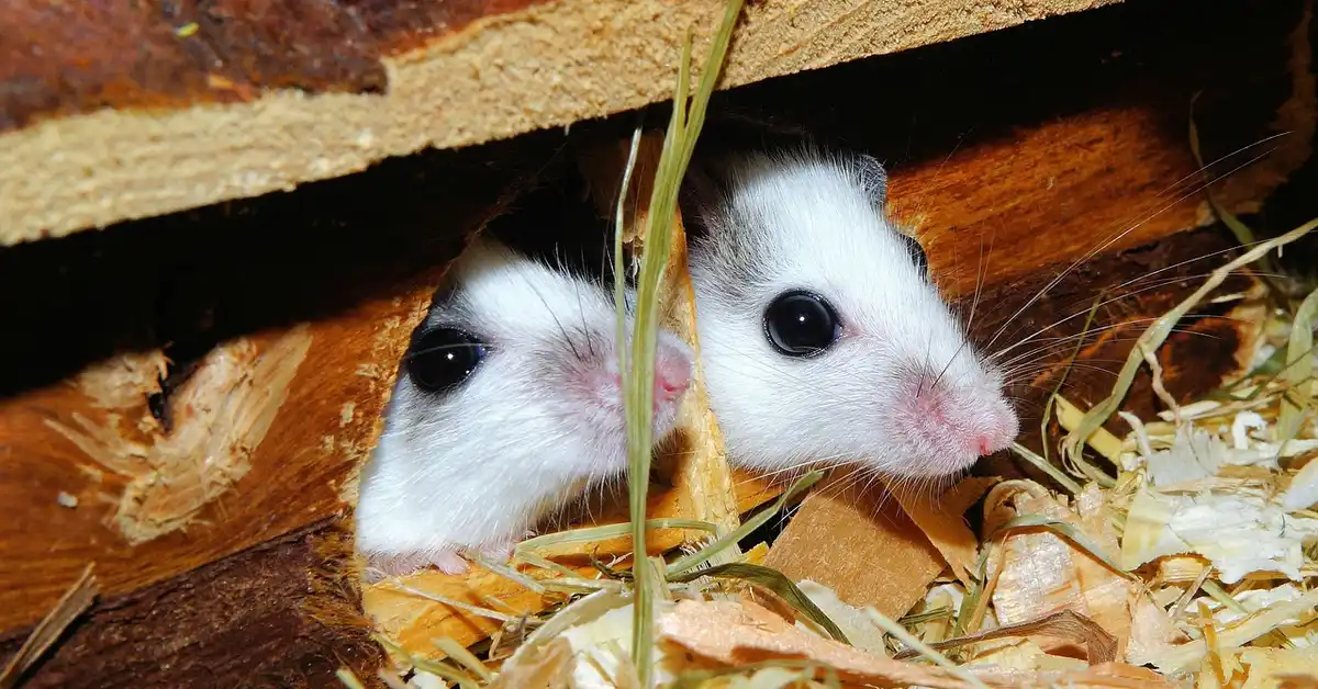 Two young mice peeking out from their nesting area.