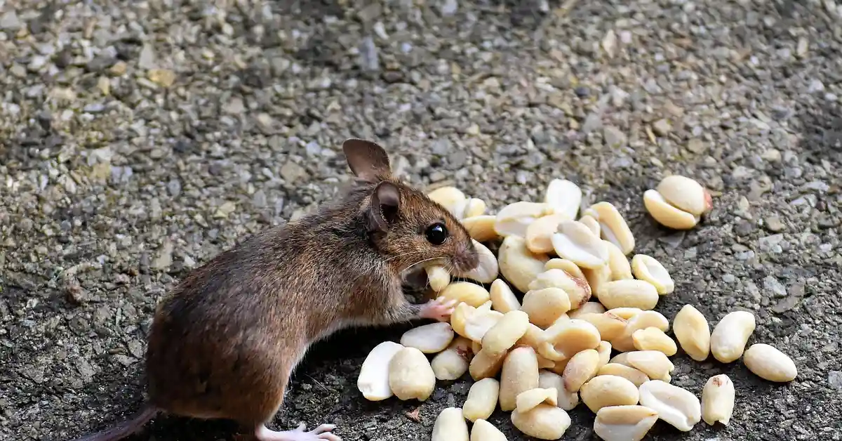A young mouse eating peanuts, illustrating the care needed for young mice.