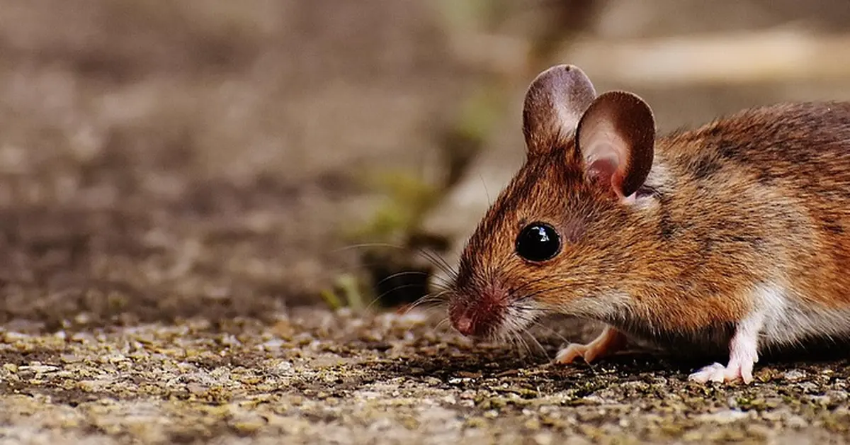 Close-up of a zebra mouse sniffing a textured ground, showing its large ears and brown fur.