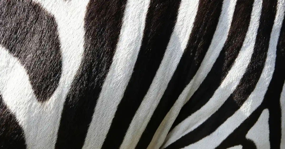 Close-up of zebra stripes